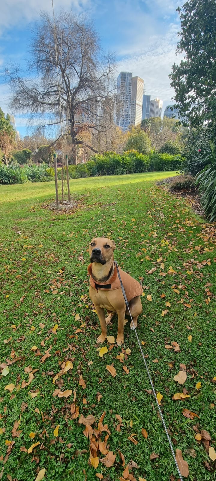 Everyday Carry (EDC) for Your Dog: Essentials for Adventure-Ready Pups 🐾